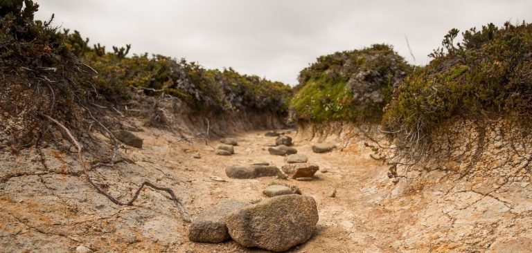 Historic biodiversity deal approved at COP15 summit in Canada ...