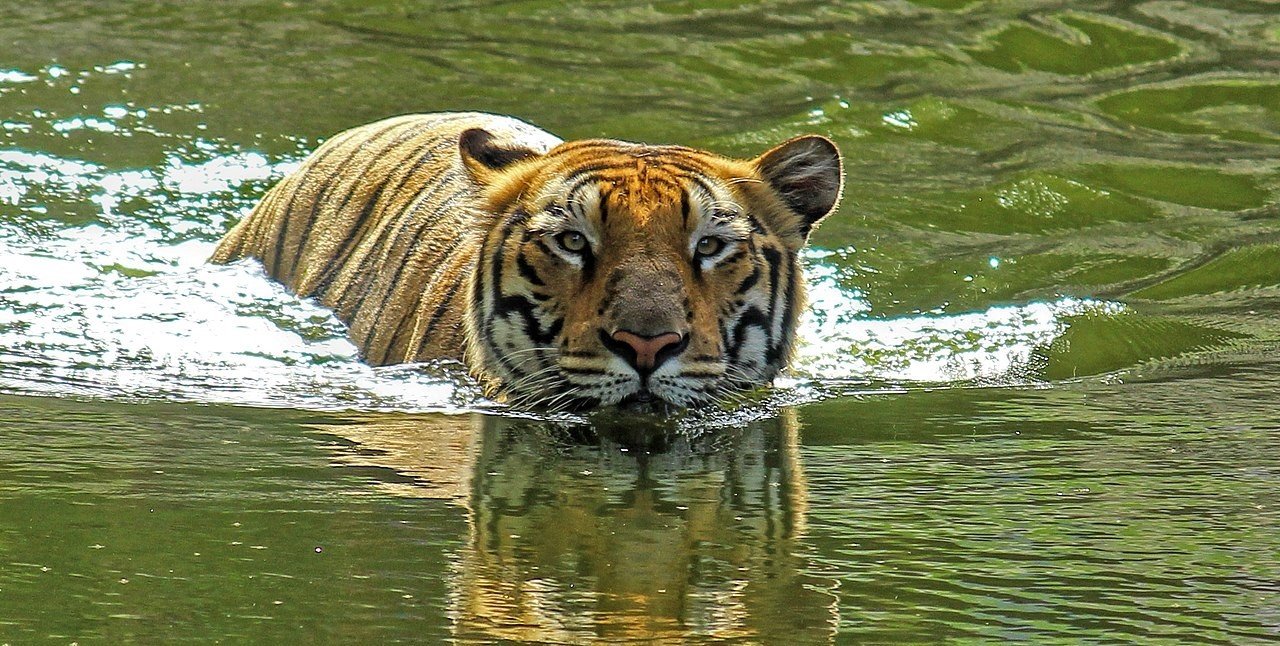 Royal Bengal Tiger spotted in Brahmaputra, rescued - Nagaland ...
