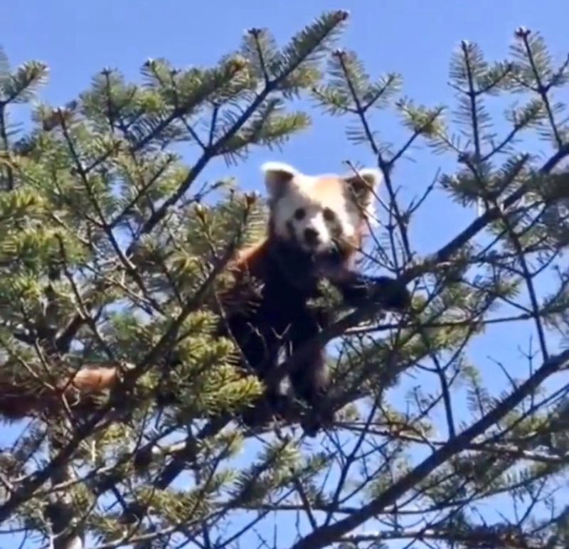 Endangered Red Panda spotted in Tawang, Arunachal - Nagaland