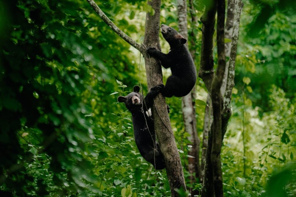 Two orphaned Asiatic black bears released in Assam national park after ...
