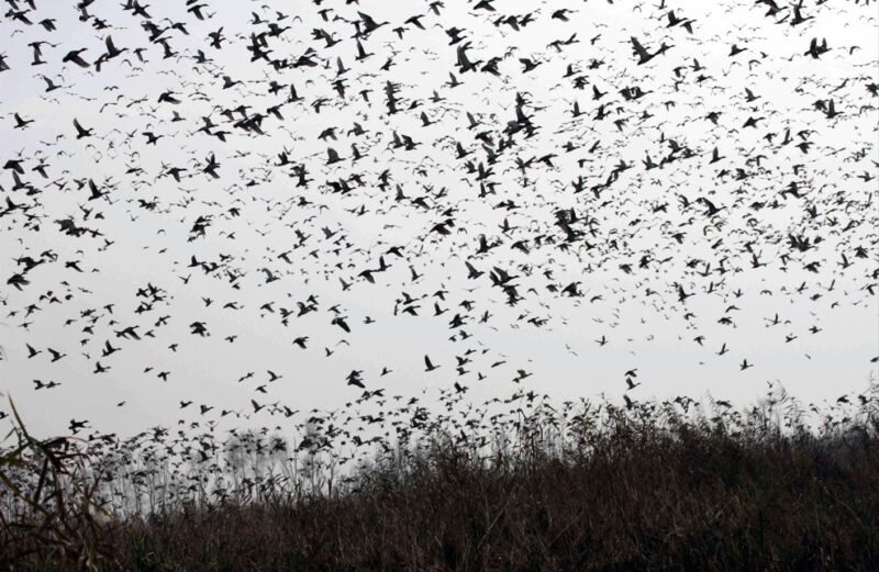 Picture of Migratory birds arrive in thousands as Kashmir prepares to host them ...